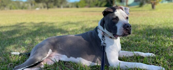 Harley lounging on the grass in the back lot - looking at the camera.