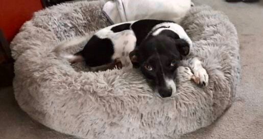 Kersee on a big comfy dog bed.