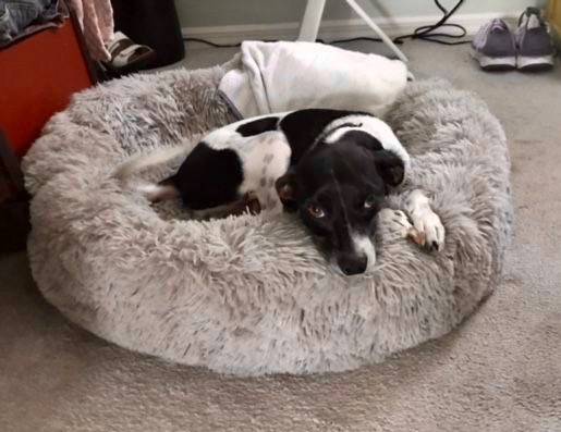 Kersee on a big comfy dog bed.