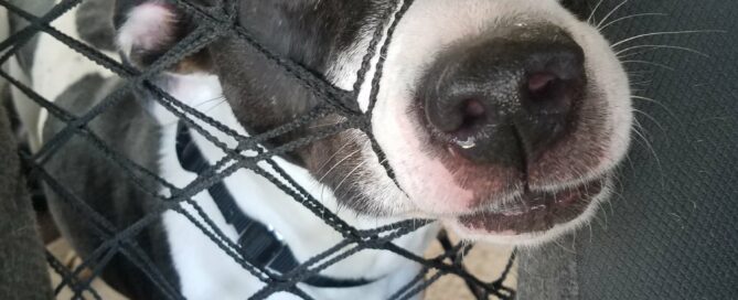 Kya's nose squished through the netting blocking the front sea.