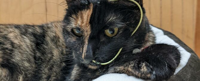 Lego on a nice comfy bed at the ER clinic with her feed tube in, looking pretty good.