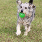 Muppet running with a ball in his mouth.