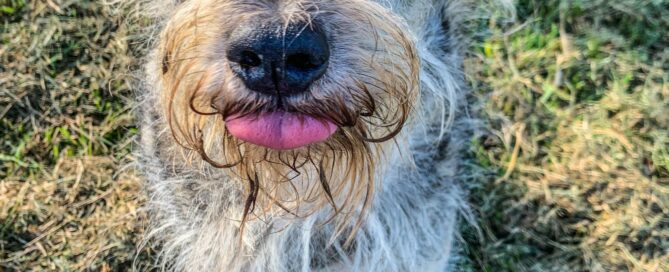 Another facial view of Muppet with his tongue out.