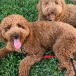 Nephele (now known as Nelly) and her canine sibling Lucia.