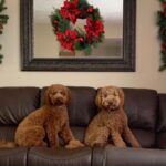 Nelly and Lucia sitting on the couch.