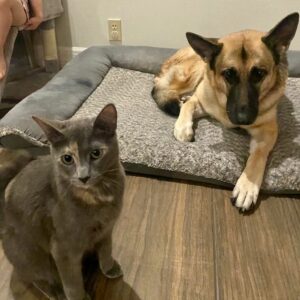 Porsche beside her new canine sibling.