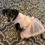 Roxey dressed up in a beautiful lacey dress.