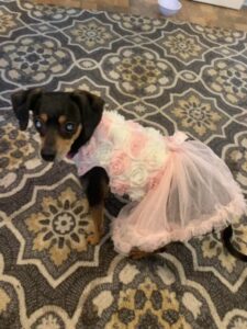Roxey dressed up in a beautiful lacey dress.