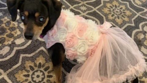 Roxey dressed up in a beautiful lacey dress.