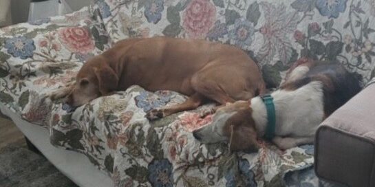 Spook (now Cooper) with new sibling Izzy on the couch