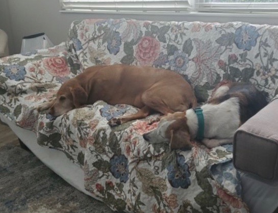 Spook (now Cooper) with new sibling Izzy on the couch