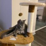 Tesla playing on the cat tree.