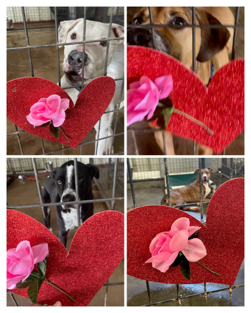 Andi, Rex, Kelly and Mila with their hearts and roses.