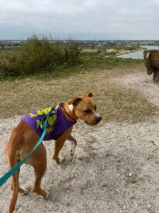 Attila taking his first steps on Celery Fields.