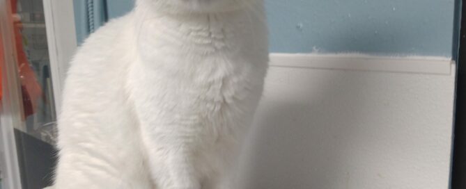 Baby posing sitting on a table.