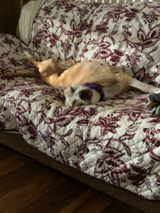 Brooke rolling on the couch.