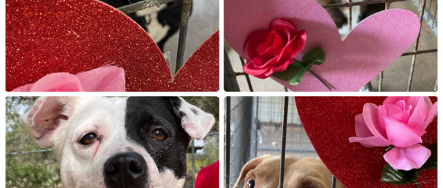 Collage of Brunswick, Brittany, Lily and Peppy with hearts and roses.