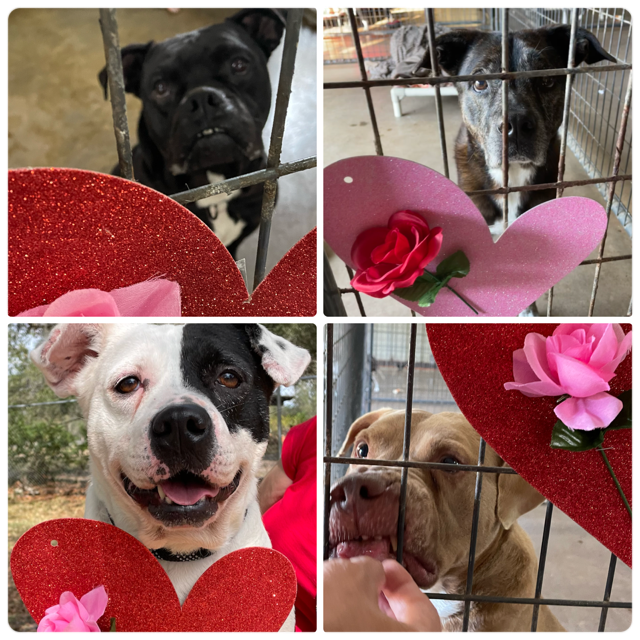 Collage of Brunswick, Brittany, Lily and Peppy with hearts and roses.