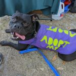 Brunswick sporting his "adopt me" vest at an off-site event.