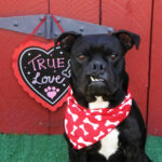 Brunswick posing with a "True Love" heart sign beside him.