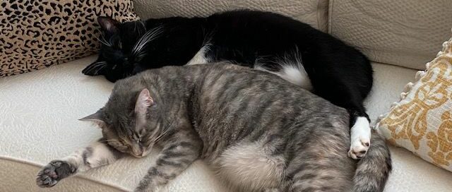 Buddy and Maizee laying side by side on the couch.