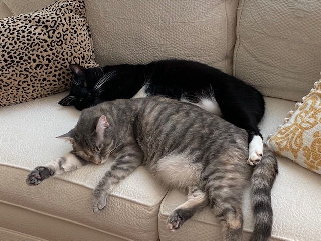 Buddy and Maizee laying side by side on the couch.