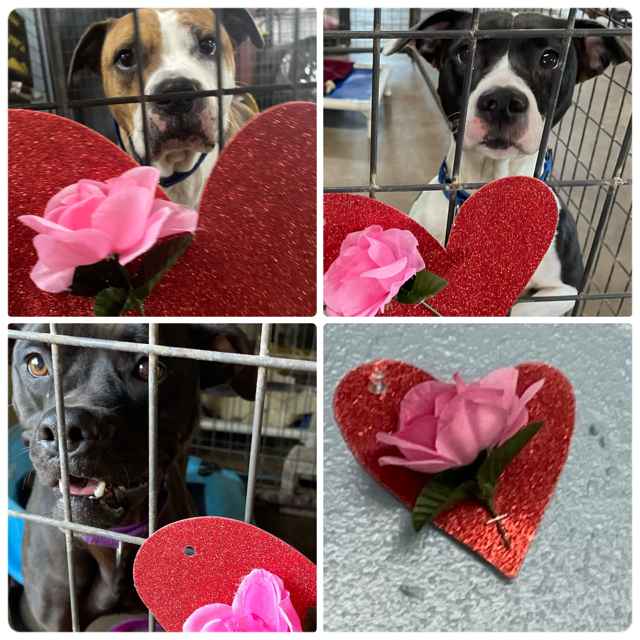 Caesar, Kya and Rey with their hearts and roses.