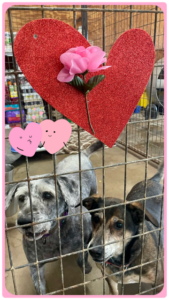 Cheech and Chong in their kennel with hearts and roses on the door.