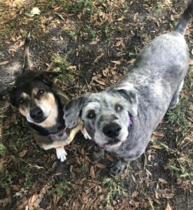 Cheech & Chong looking up at the camera.