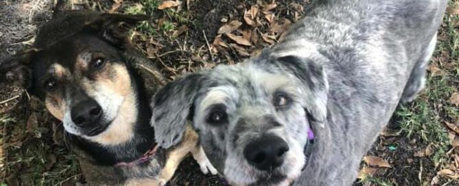 Cheech & Chong looking up at the camera.