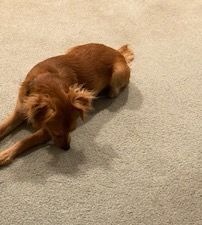 Clover laying on the rug.