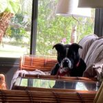 Cooper ready for his nap on the lanai couch.