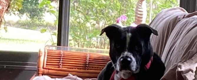 Cooper ready for his nap on the lanai couch.