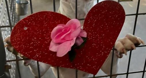 Crystal looking out of her kennel with a rose and heart on the kennel door.