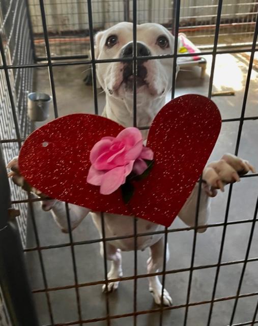 Crystal looking out of her kennel with a rose and heart on the kennel door.