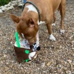 Cowboy sniffing one of the donated toys.