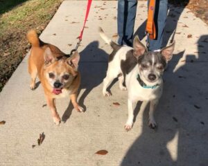 Frazier and Niles looking into the camera while out walking.