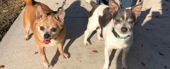 Frazier and Niles looking into the camera while out walking.