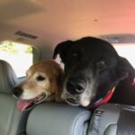 Ginger and Taylor looking over the seats in the back of their new forever person's vehicle getting ready for the ride home.