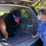 Ginger and Taylor in the back of Patti's vehicle. Patti by looking in.