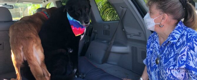 Ginger and Taylor in the back of Patti's vehicle. Patti by looking in.