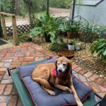 Ginger on a bed on the lanai of her new forever home.