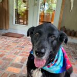 Taylor sitting on the lanai of her new forever home.