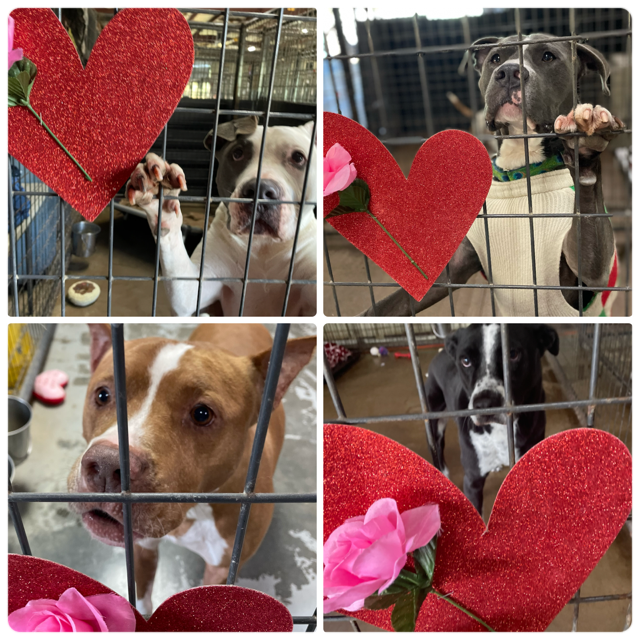 Harley, Handsome, Cowboy and Cooper with their hearts and roses.