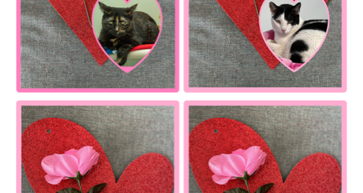 Hazel, Cara, Oreo and Sonny with their hearts and roses.