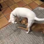 Honey and Blossom playing together on the floor.