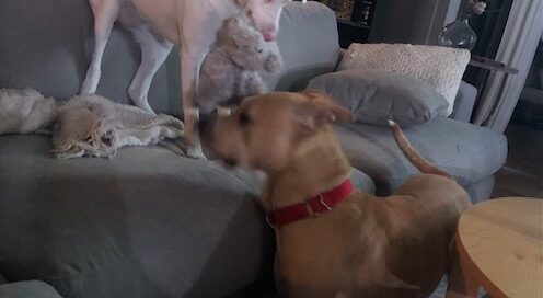 Blossom looking down at Honey from the couch - ready to jump and play.