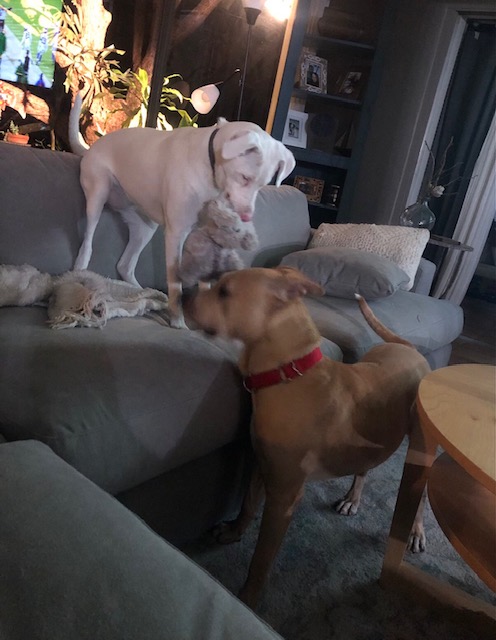 Blossom looking down at Honey from the couch - ready to jump and play.