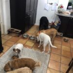 All 5 dogs eating.