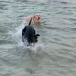 Hunter swimming at the beach with a canine buddy.